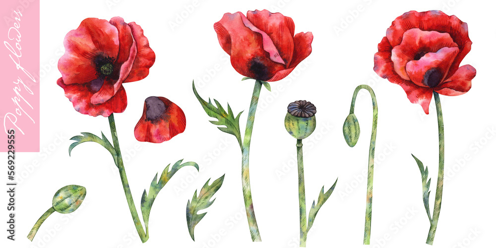Obraz premium Poppy flowers, leaves, buds and poppy pods. A set of watercolor elements isolated on white background