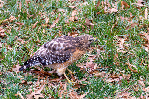 Hawk Eating Worm