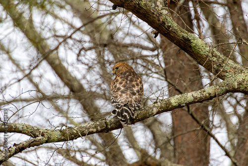 Hawk on branch