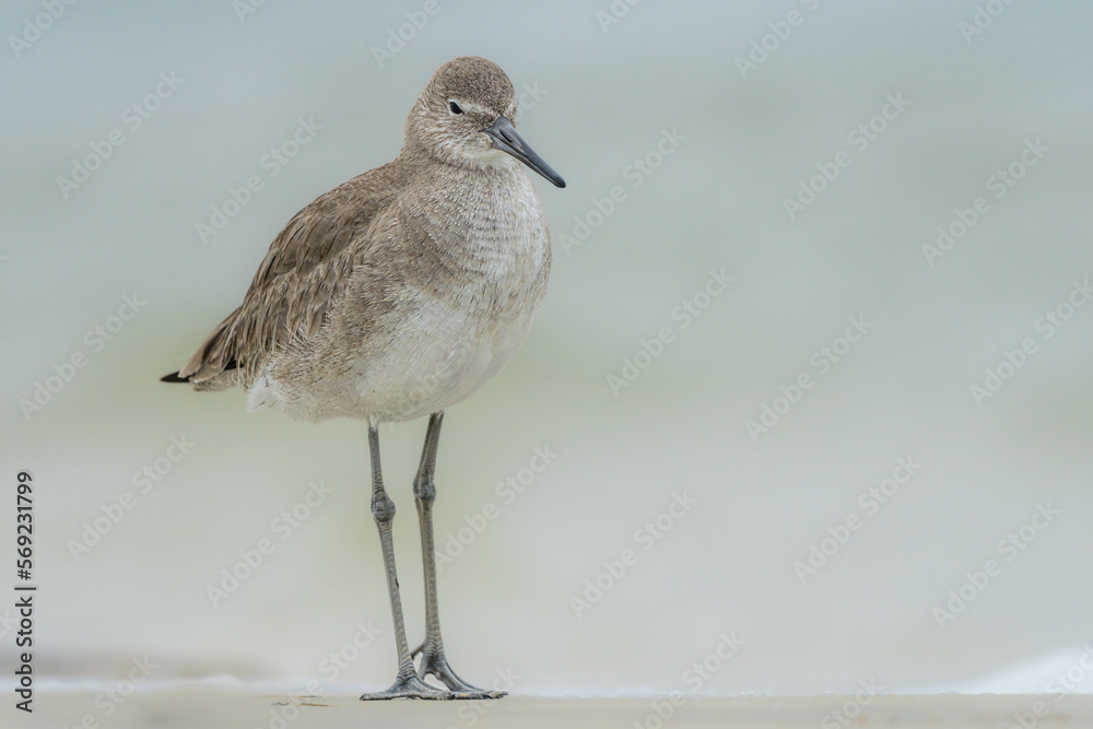 Eastern Willet at the water's edge Eastern Willet at the water's edge