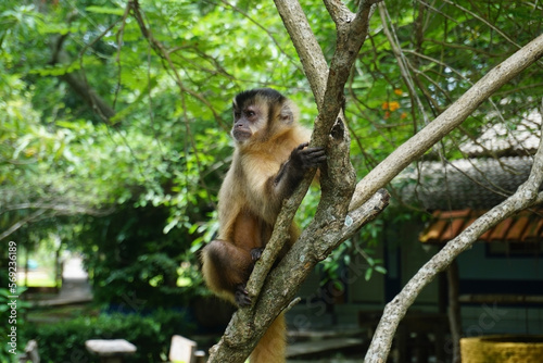 Singe capucin du Brésil photo