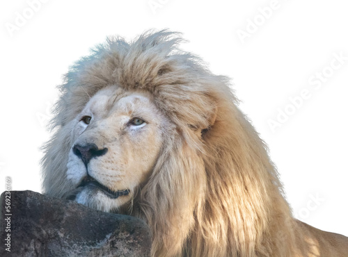 Fototapeta Naklejka Na Ścianę i Meble -  White lion peacefully put head on rock, isolated