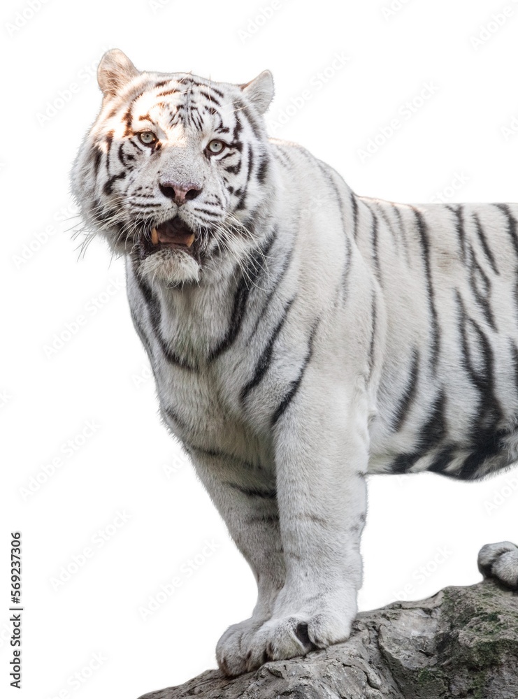 Obraz premium White tiger with black stripes standing on rock