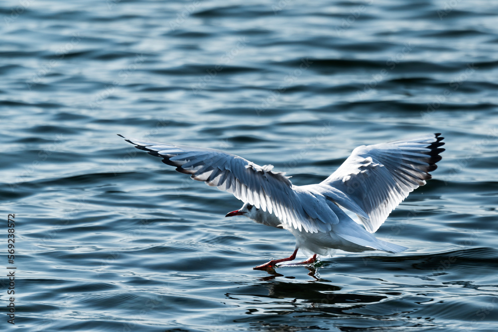 Seagull flying over a lake in Switzerland Seagull flying over a lake in Switzerland