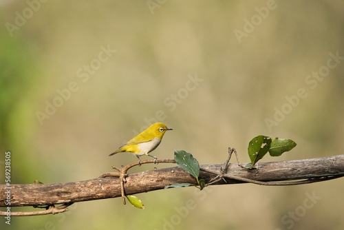 Oriental white-eye or Indian white eye bird sitting on the branch of a tree. Amazing photo with beautiful background. Best to watch when birds feed on their food 