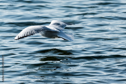Seagull flying over a lake in Switzerland