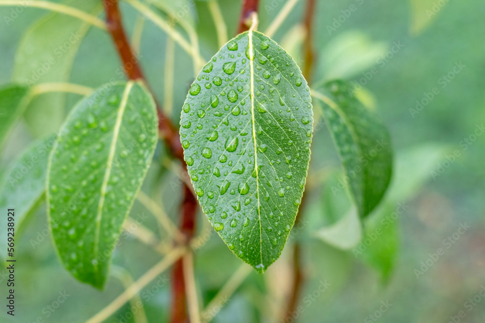 Green pear leaves with raindrops in the garden on a tree Green pear leaves with raindrops in the garden on a tree
