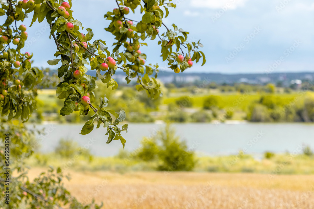Branches of an apple tree with ripe apples near a wheat field and a river