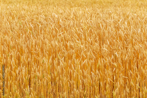 Wheat field with ripe ears in sunlight. Cultivation of wheat