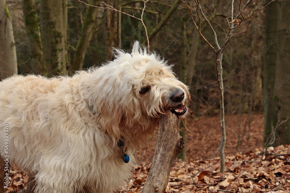 Goldendoodle mit großem Stock