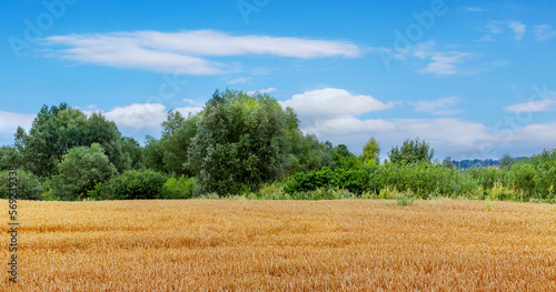 Yellow wheat field with ripe wheat, green trees at the end of the field and picturesque blue sky with white clouds