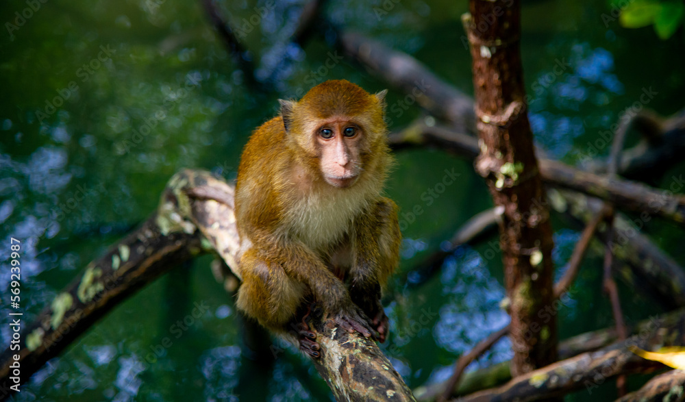 Fototapeta premium Thailand Chumphon National Park
