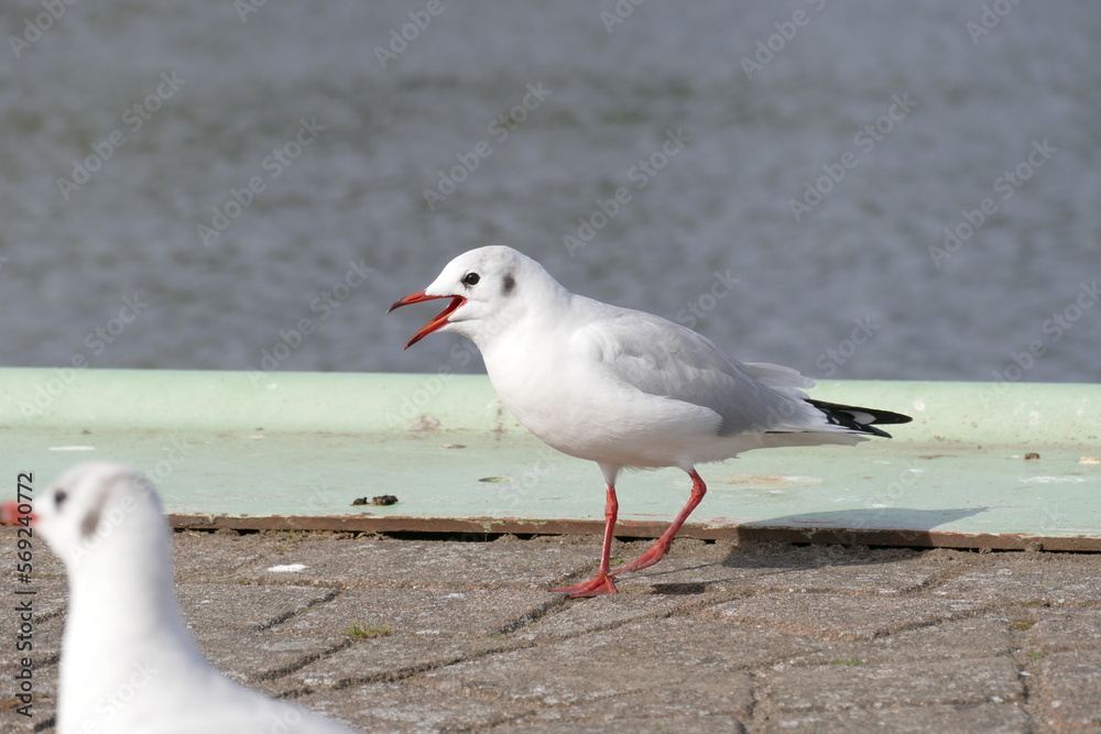 Obraz premium Möve an der See 1