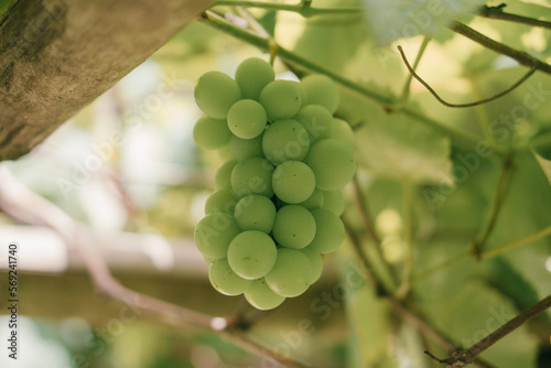 grapes on vine