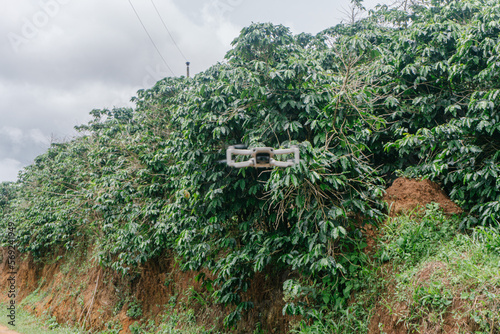 flying drone in coffee plantation by the road day