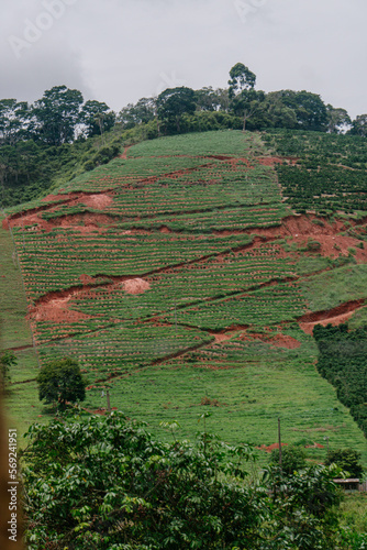 landscape with fields and hills coffee plantation small