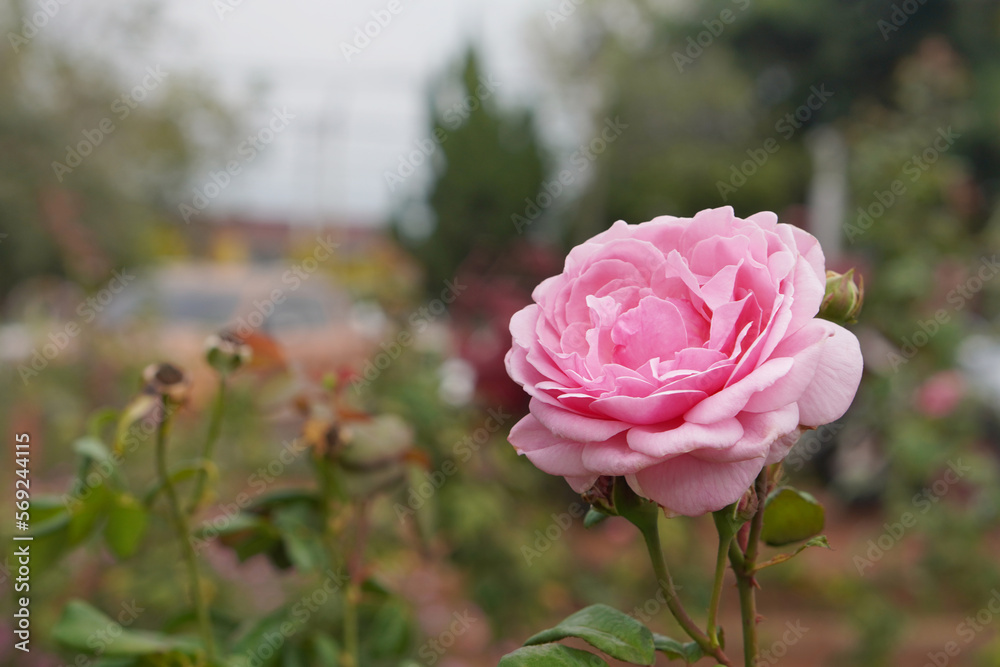 closeup pink rose bloom and various buds in the blur rose garden background, nature, decor, love, valentine, copy space
