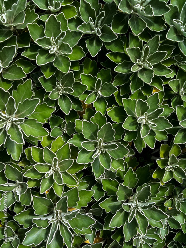 Green Leaves with White Outlines