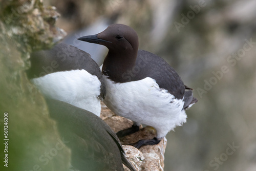 Guillemots sitting on the cliffs at Bempton in Yorkshire, UK