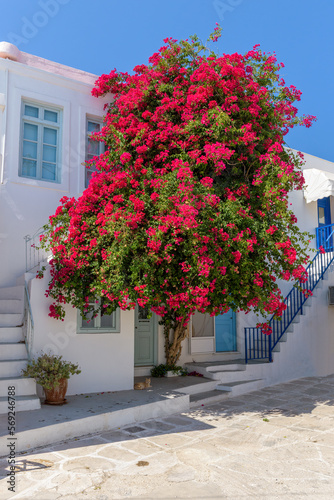 Traditional Cycladitic alley with a narrow street, whitewashed houses and a blooming bougainvillea in Parikia, Paros island, Greece.