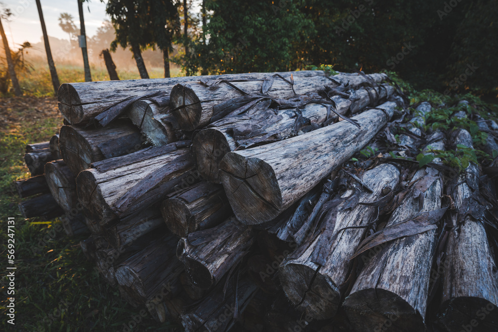 Obraz premium Closeup of group of round wooden logs outside on the ground cut up ready for fire during sunset with no people around