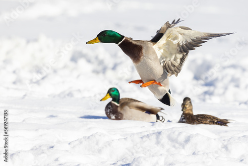  Drake mallard or wild duck (Anas platyrhynchos) flying in winter