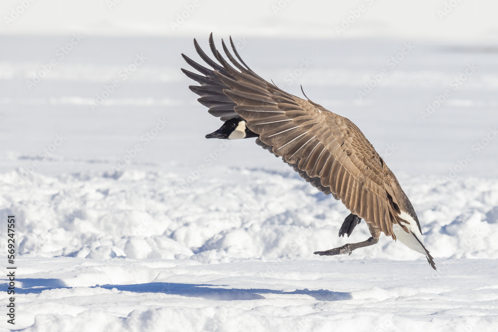 Obraz premium Canada goose (Branta canadensis) flying in cold Canadian winter