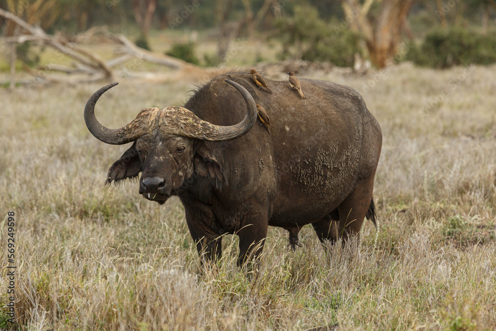 cape buffalo with ox pecker birds