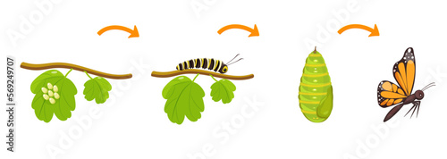 Butterfly life cycle. Transformation of caterpillar from cocoon. Metamorphoses of insects in biology