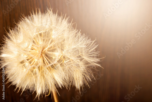 Old dry dandelion in sunlight on a wooden background