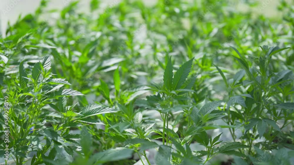 Outdoor marijuana field, hemp or cannabis plant flower leaves farm lab. Organic product in laboratory in technology medical, healthcare, research concept. Natural food. Ganja narcotic weed