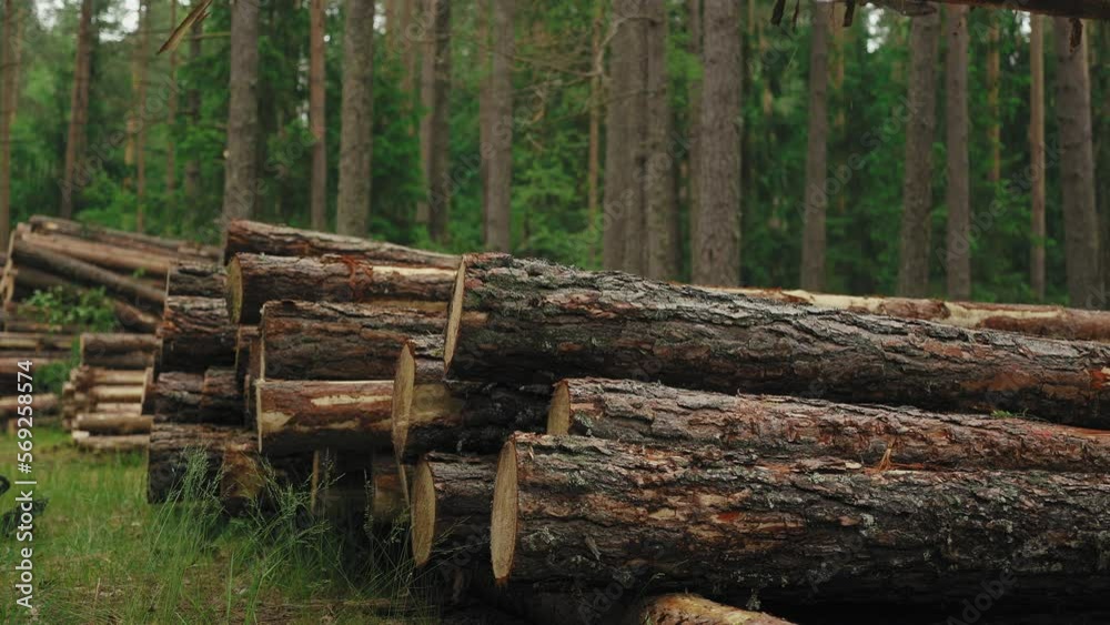 Close-up of tree logs. Felled logs are placed on tree trunks in the forest. Cut logs are stacked in a forest. Still summer forest around. Close-up of tree logs. Felled logs are placed on tree trunks in the forest. Cut logs are stacked in a forest. Still summer forest around.