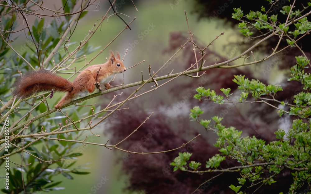Mignon petit écureuil roux sur une branche