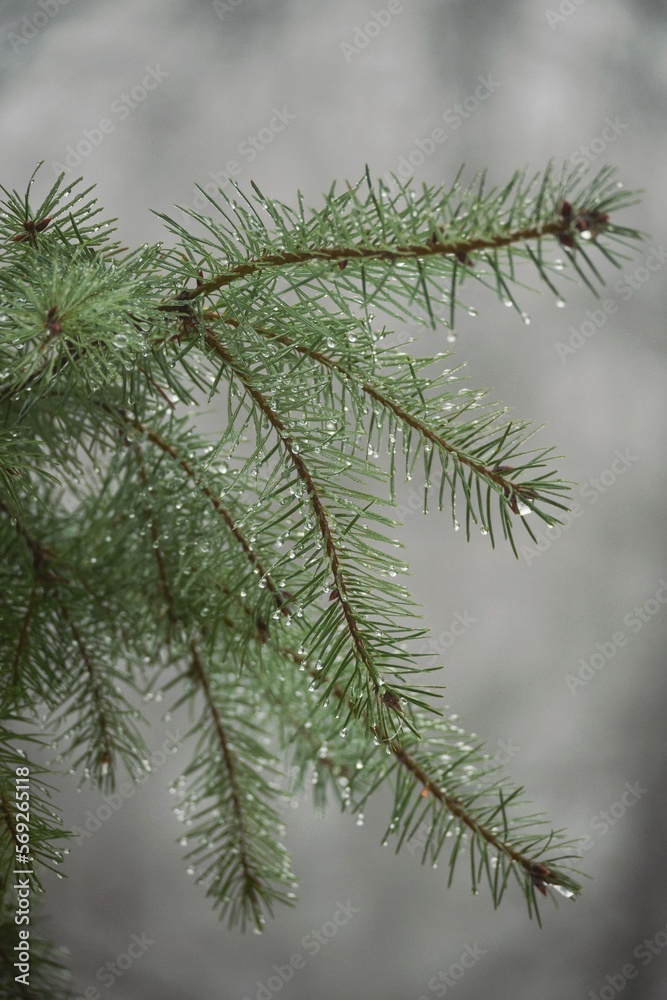 branches of a pine, tree closeup, green, nature details branches of a pine, tree closeup, green, nature details