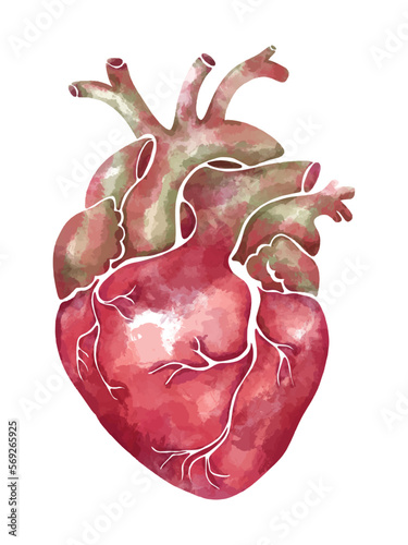 Hand-drawn watercolor anatomical heart in soft pink and green tones