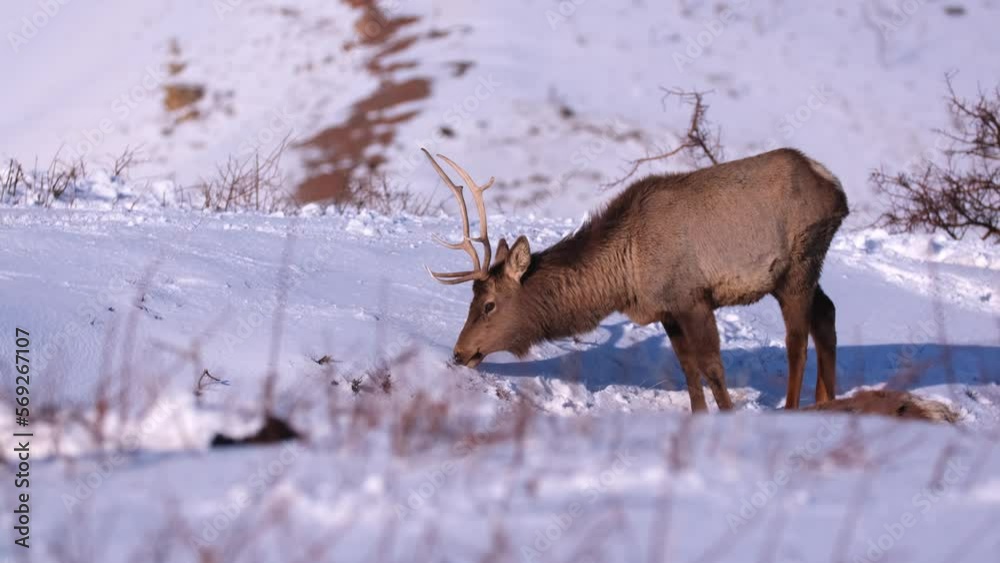 Deer in the mountains looking for food in the snow. Winter landscape with wild animals. Deer in the mountains looking for food in the snow. Winter landscape with wild animals.