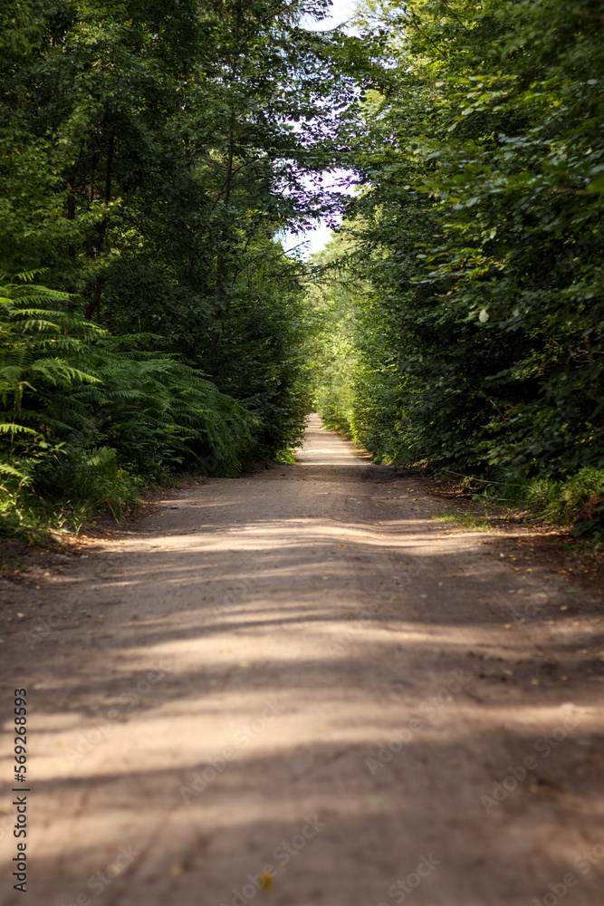 Fototapeta premium Pusta leśna droga, słoneczne lato
