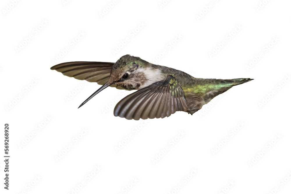 Fototapeta premium Costa's Hummingbird (Calypte costae) Photo, in Flight on a Transparent Background