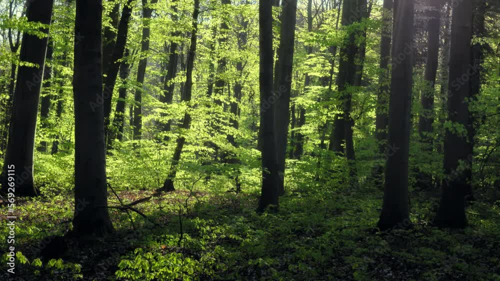 Time lapse of gorgeous lush green forest, with the bright sun shining through the foliage, moving shadows creating interest, depth and contrast
