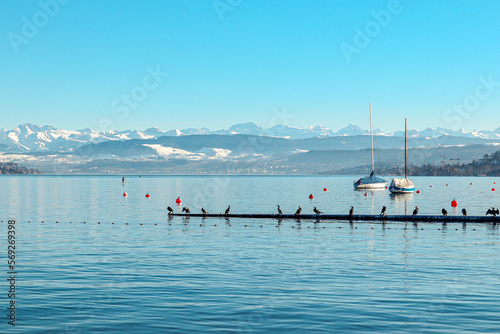 Zurich lake in summer (ID: 569269398)
