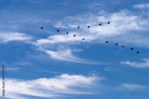 Canada geese migrating South frm Lake Champlain in Vermont. photo