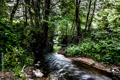 Forest stream. creek flowing through the woods.