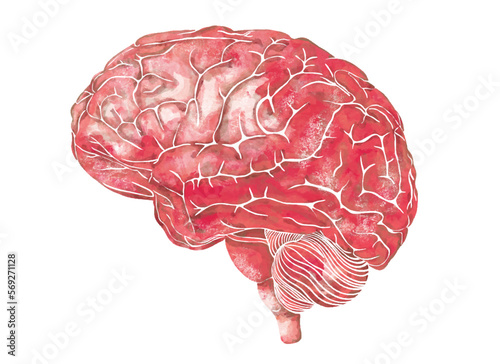 Structure of the human brain. Side Lateral view. Medical watercolor anatomy illustration. Hand drawn elegant anatomical brain art.