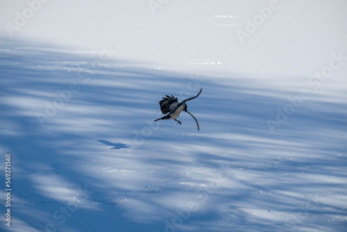 Nebelkrähe im Flug