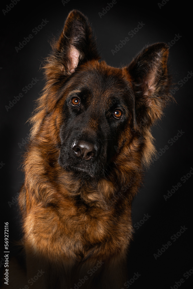 German shepherd dog on black background German shepherd dog on black background