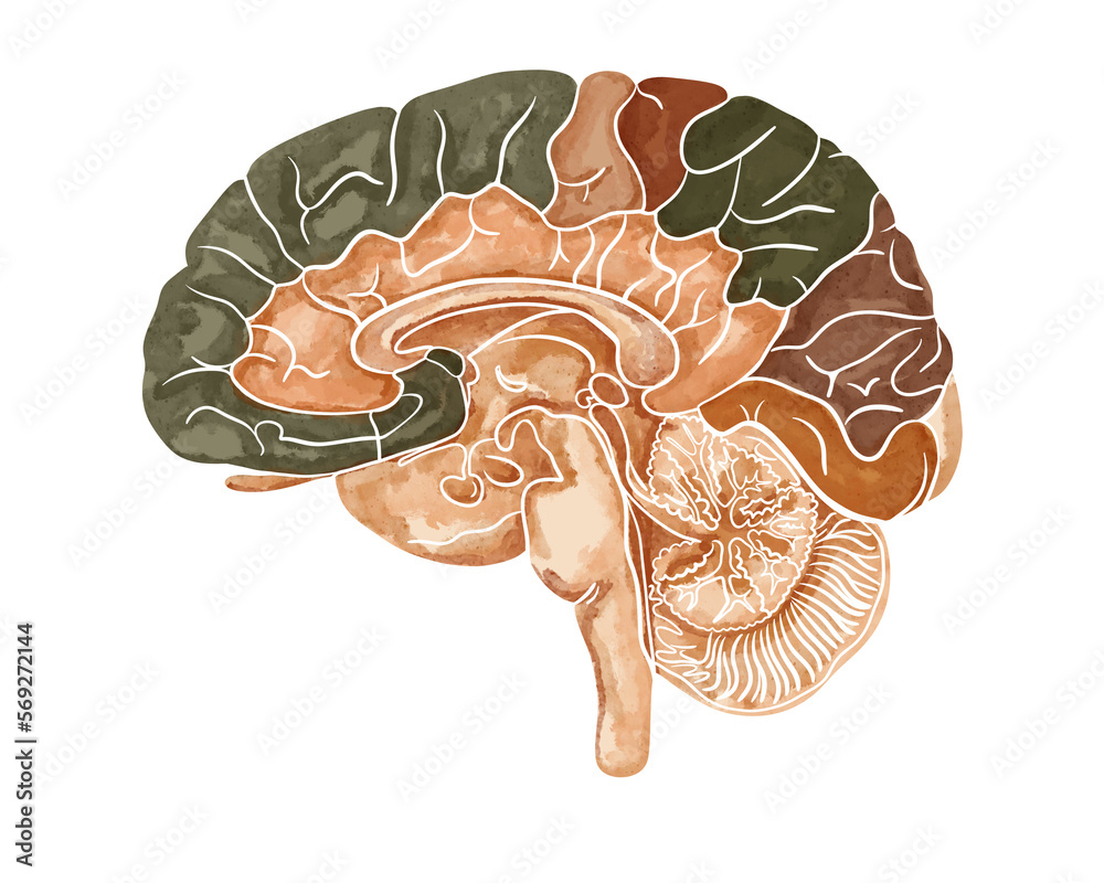 Structure of the human brain. Sagittal section. Medical watercolor anatomy illustration isolated on white background