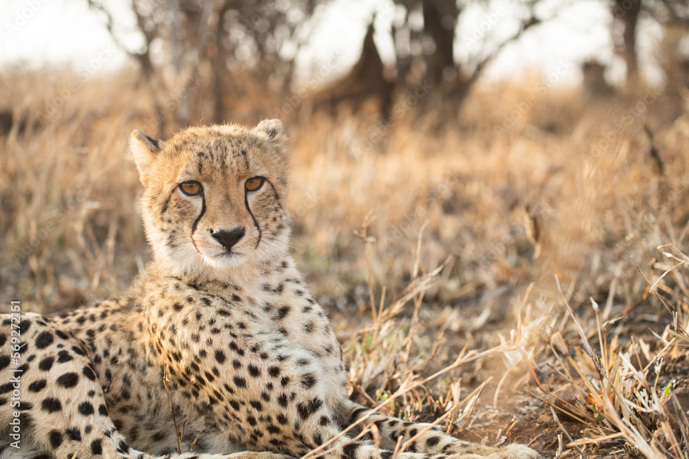 Portrait of a cheetah in South Africa Portrait of a cheetah in South Africa