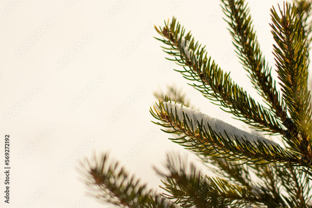 branch of pine tree