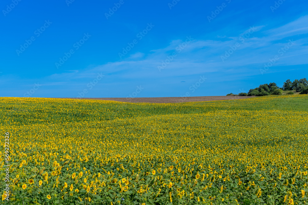 Beautiful blooming sunflowers field in farming field