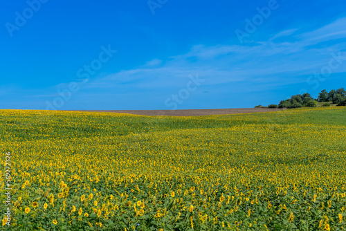 Beautiful blooming sunflowers field in farming field © Vitali